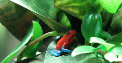 image of frog